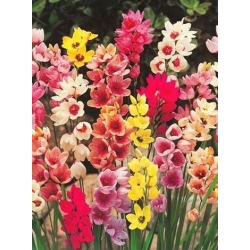 C-Zestaw 075 IXIA 5x100 szt